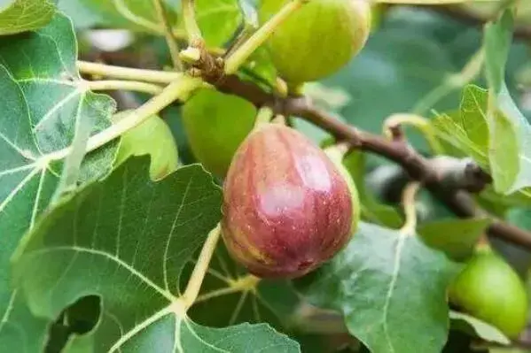 无花果栽培虽简单，管理上若忽略这些问题照样低产、品质差