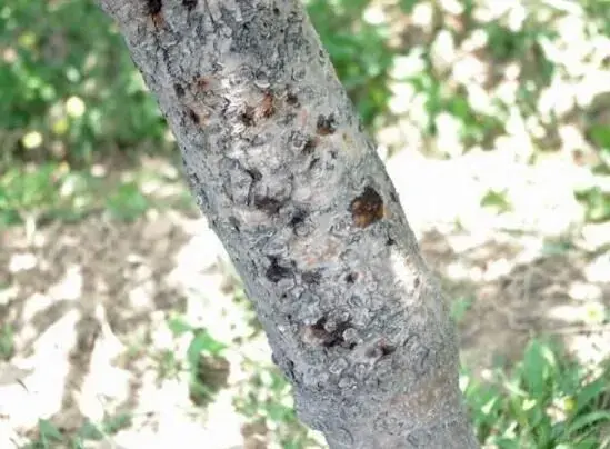 苹果树腐烂病的防治和治疗办法