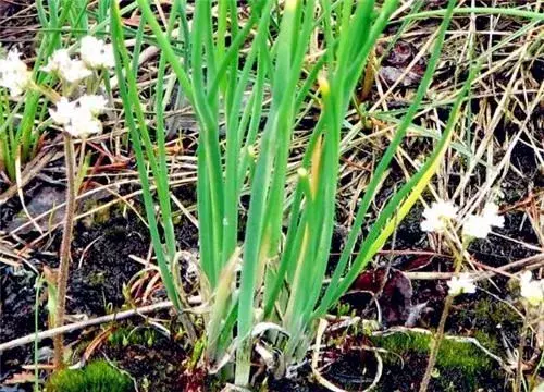 野蒜最佳种植时间和方法介绍！