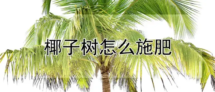 椰子树怎么施肥