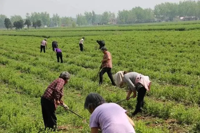 中药材遭遇暴雨洪涝后怎样补救？专家来支招