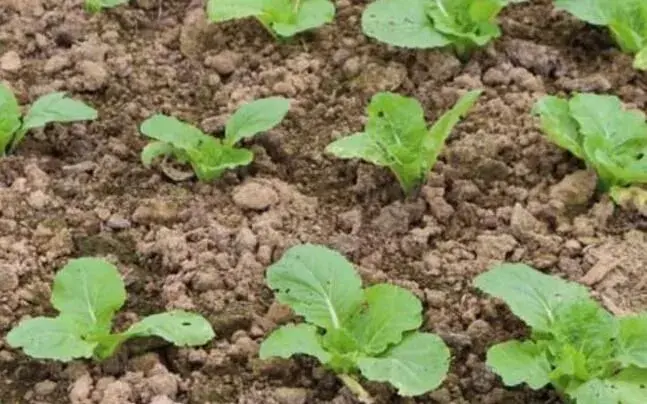 春白菜播种时间和种植技术