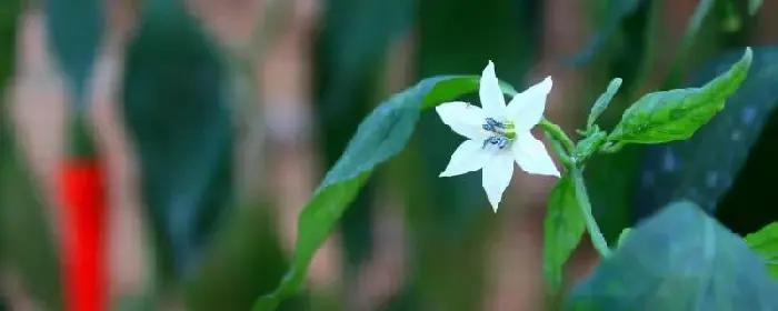 辣椒开花期如何管理