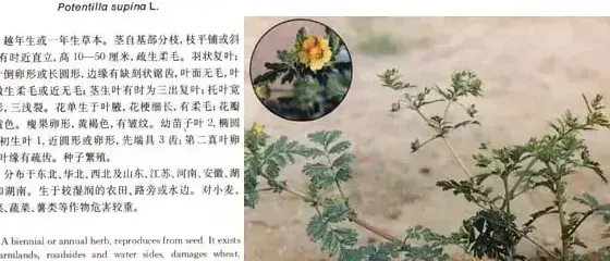 蔷薇科杂草