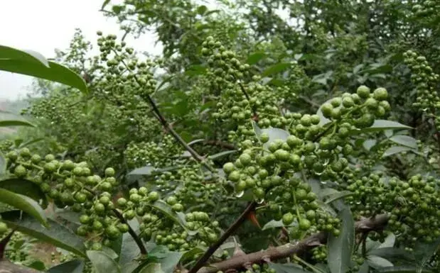 花椒什么时候浇水最好，灌水量多大为宜？