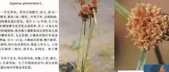 莎草科杂草