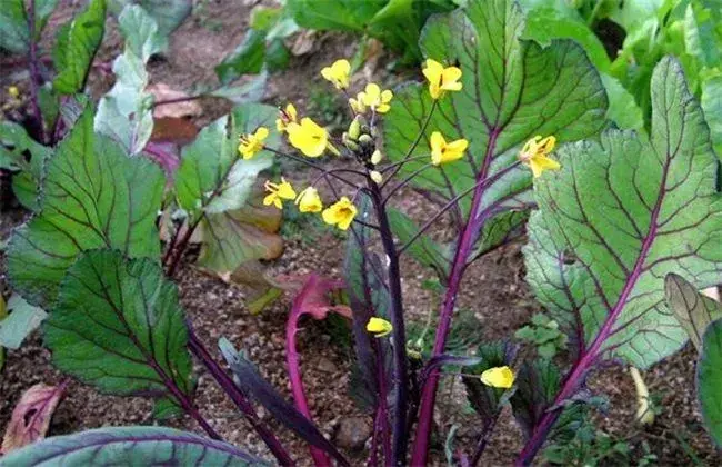 红菜苔追肥要点