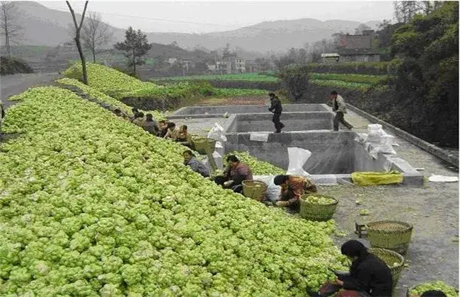 榨菜栽培的田间管理