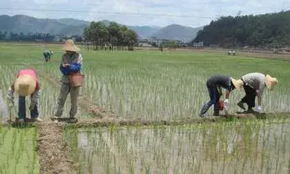 种水稻合理追施水稻孕穗肥促高产