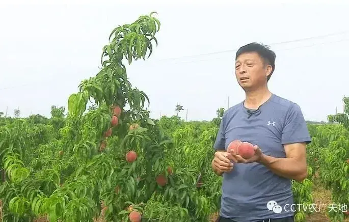 内黄晁顺波春蜜桃栽培，小桃子大作为！