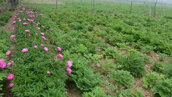 芍药什么时候种（几月）  芍药什么时候开花