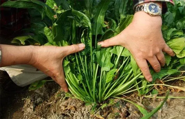 菠菜的施肥措施