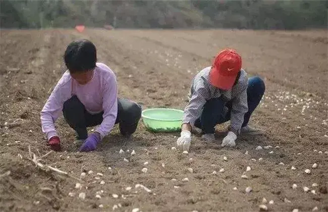 秋播大蒜种植