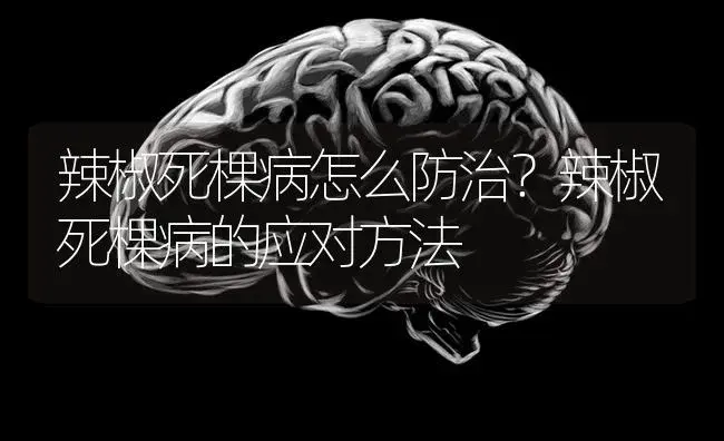 辣椒死棵病怎么防治？辣椒死棵病的应对方法 | 蔬菜种植