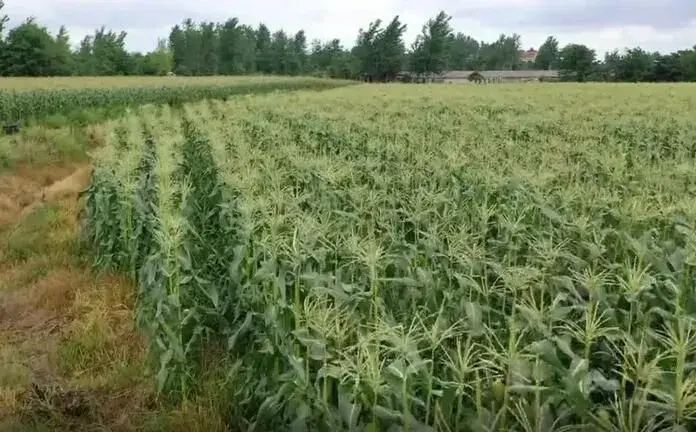 一亩青贮玉米一头牛吃上大半年，节本又增效！