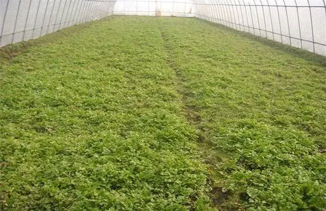 棚室夏天水芹栽培技术