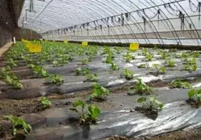 农田节水技术：蔬菜膜上灌比沟灌增产15%-20%