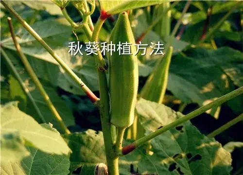 秋葵几月份播种最好？全套种植方法介绍！