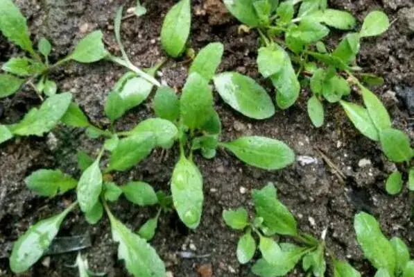 田间野菜荠菜和茼蒿有什么区别？怎么吃？是发物吗？