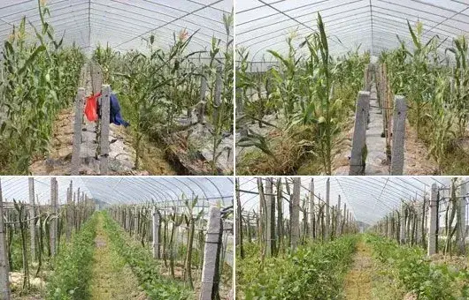 冬季阴雨天大棚农作物怎么打药？