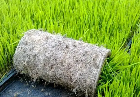 水稻钵盘育苗技术视频