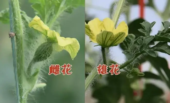 西瓜授粉留瓜 一瓜定终身