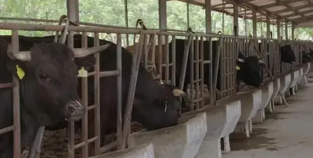 平阴农民有魔法：肉牛长雪花 玫瑰水中开