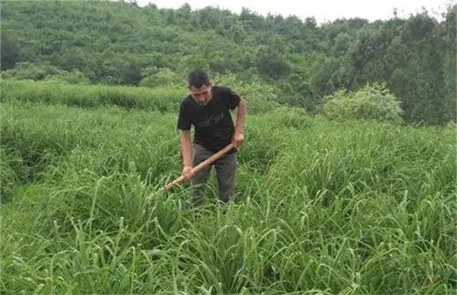 黄花菜锄草对策及堤防事项