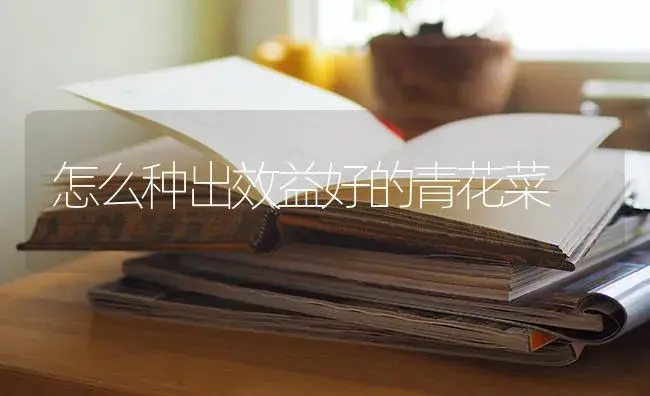 怎么种出效益好的青花菜 | 蔬菜种植