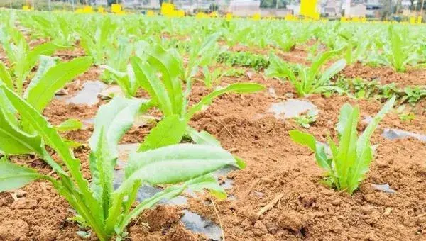 贡菜种植技术，宜选肥力足偏碱性的沙质土壤