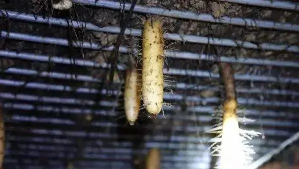 悬空种植山药的技术