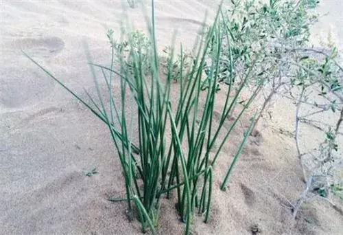 “菜中灵芝”沙葱是什么？详解种植技术！