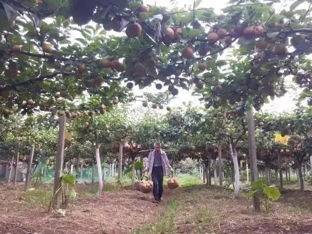 像种葡萄一样种梨树，“双臂顺行式”棚架种植新方式