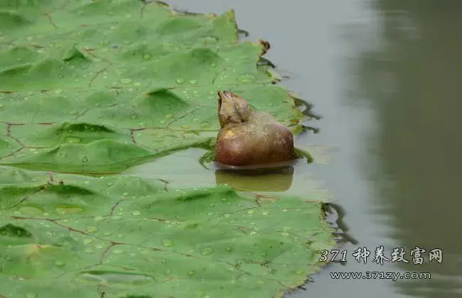 芡实怎么种 芡实育苗定值技术要点