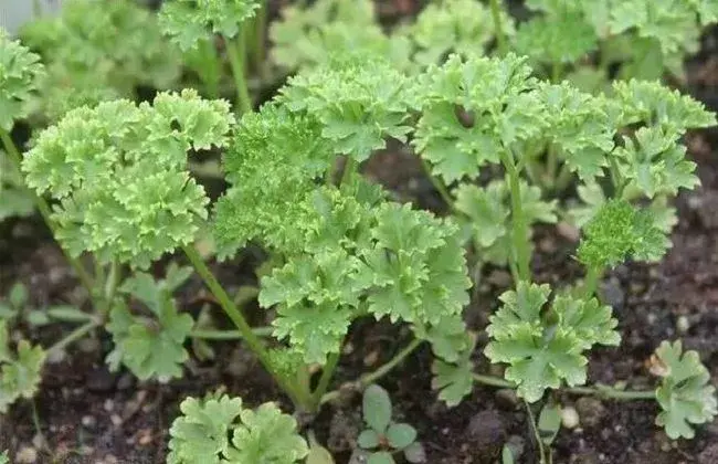 欧芹的栽培办法