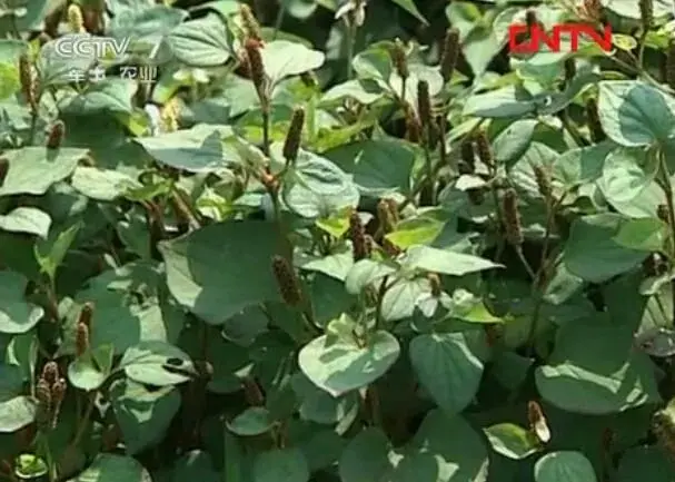 农广天地：鱼腥草（折耳根）栽培技术