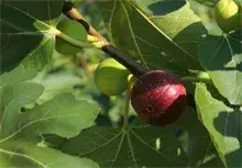 无花果喜欢生长在什么地理位置？