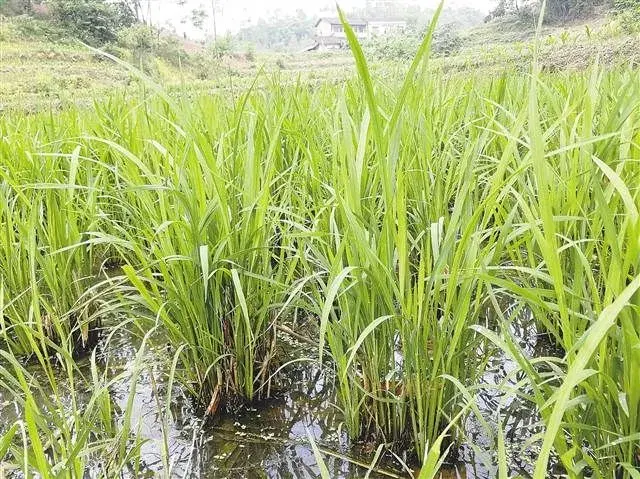 富硒越年野生稻只栽一次多年收益