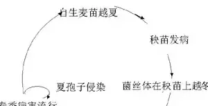 小麦叶锈病病原菌及病害循环