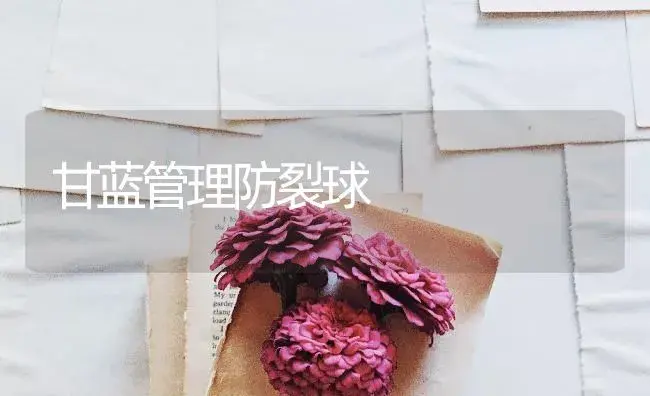 甘蓝管理防裂球 | 蔬菜种植