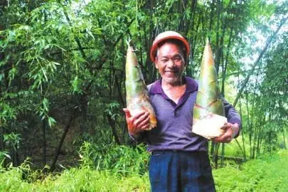 栽培麻竹要获好效益，把好6个技术环节！