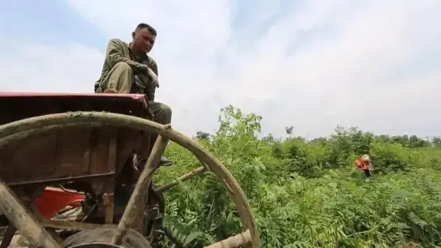 龚红印种香椿和向启明种花椒下狠手夺高产