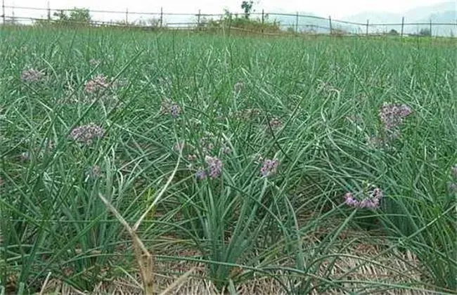 藠头的栽培时间与栽培办法