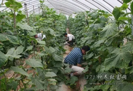 棚室蔬菜施肥这些肥料别用 不要施用没有腐熟的饼肥