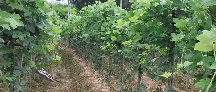 粉葛的种植方法与日常管理，肥水管理是保证高产质优的关键