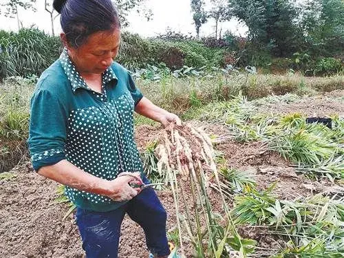 十年姜农生姜栽培经验分享