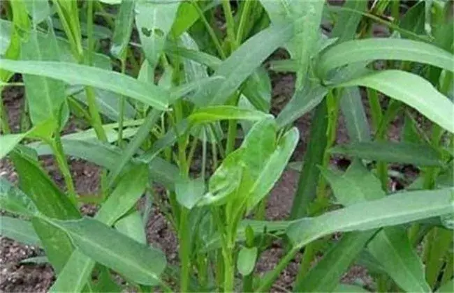 空心菜怎样繁育