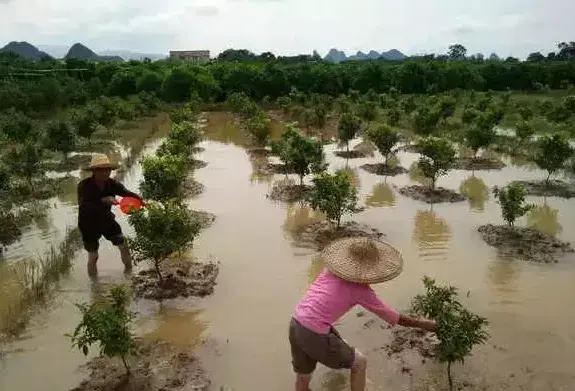 必看!柑橘淹水后怎么抢救?办法有哪些?