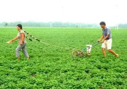 夏播花生施什么肥好