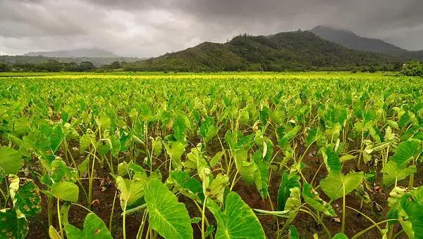 芋头枯萎病怎么防治